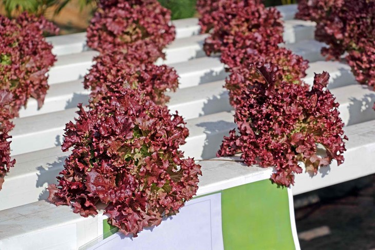 Lettuce vegetables growing in an efficient hydroponics system without using soil in a controlled setting