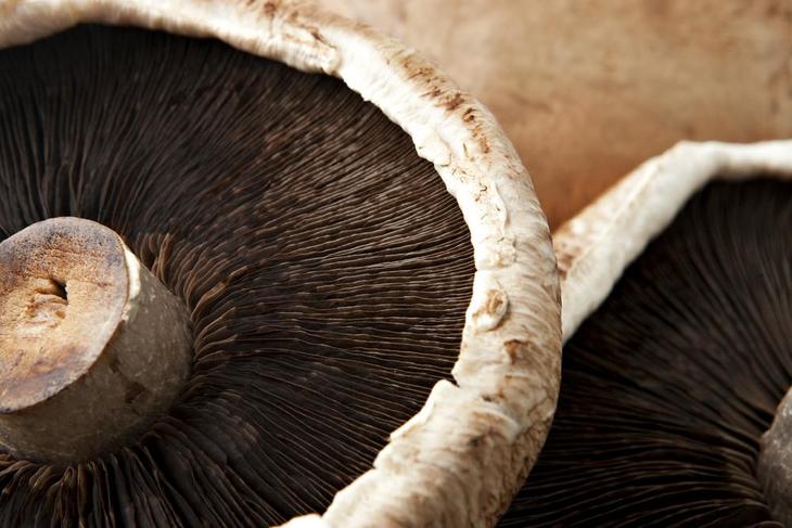 Still life of Portobello mushrooms captured with high focus