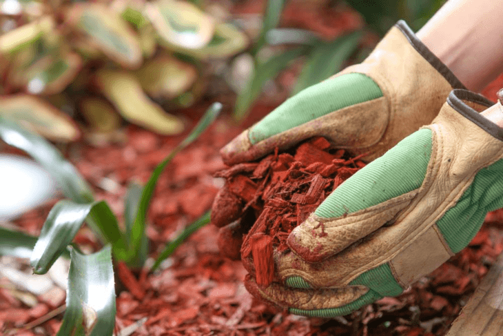 Mulching the vegetable garden efficiently through red cedar wood chip