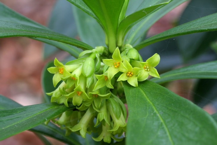 Spurge Laurel shrub is native to Britain with yellowish green flowers.