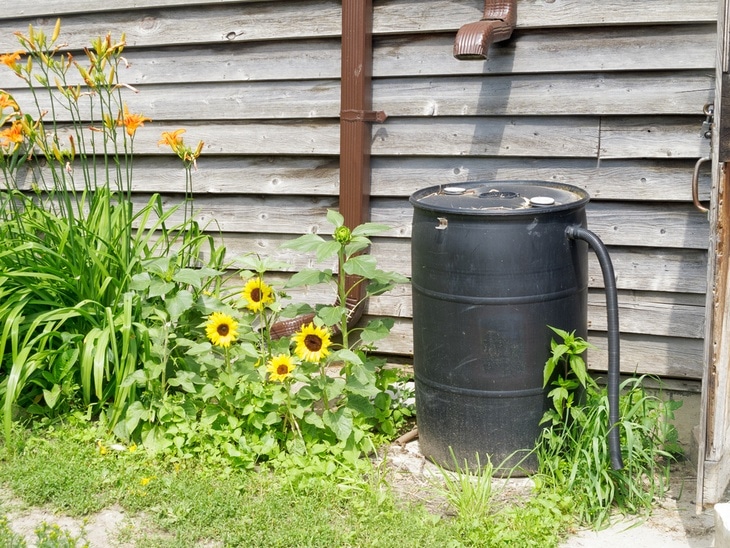 You can connect your rain barrel to a hose for convenience.
