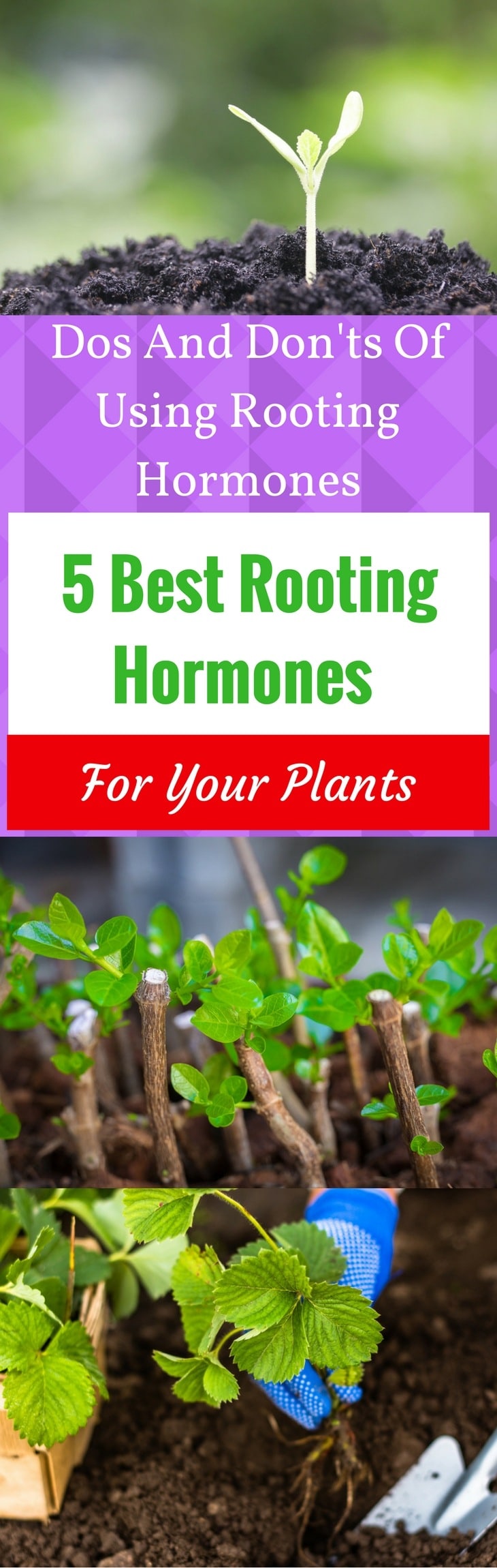 best rooting hormone 1