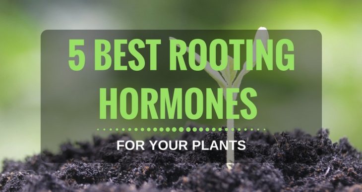 5 Best Rooting Hormone Reviews 2018 to Give our Plants New Roots for Propagation