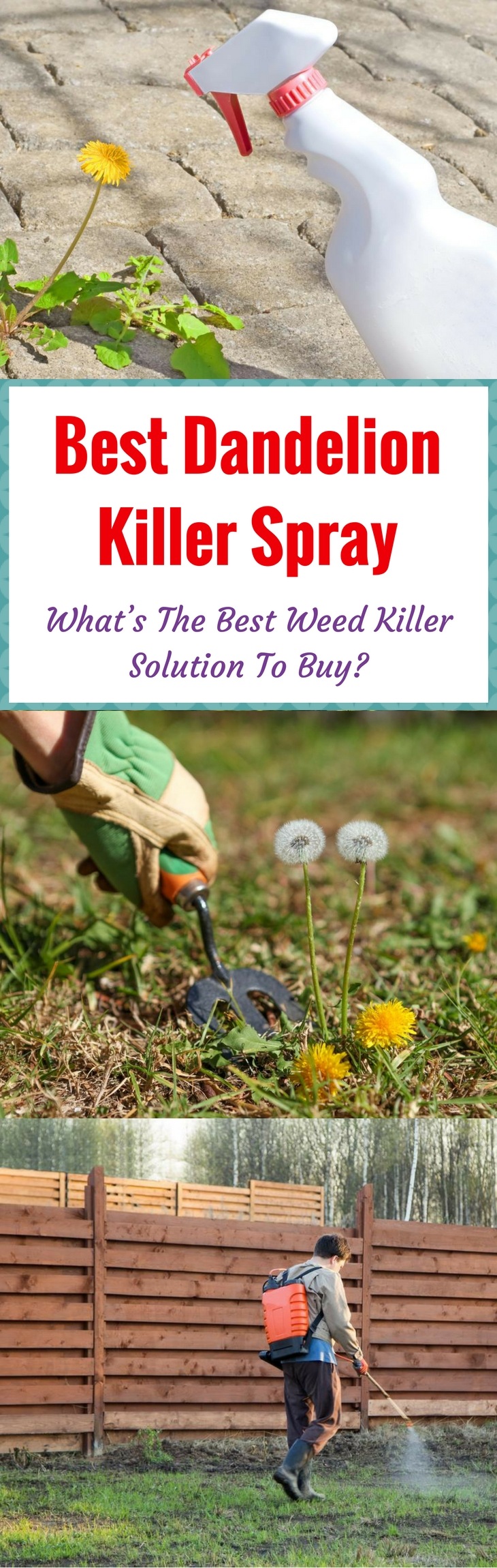 Best Dandelion Killer Spray pin it
