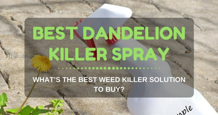 Best Dandelion Killer Spray for Lawns: What’s The Best Weed Killer Solution To Buy?