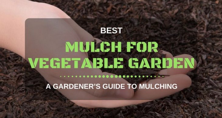 Best Mulch For Vegetable Garden 1