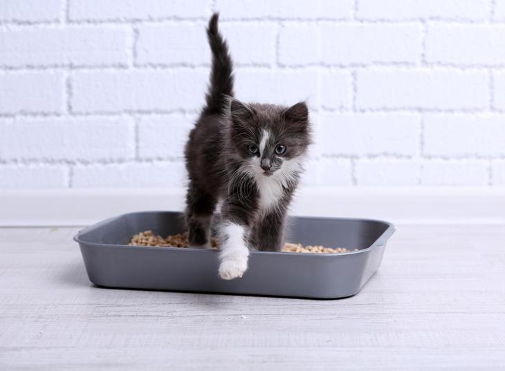Litter box for kittens is a must