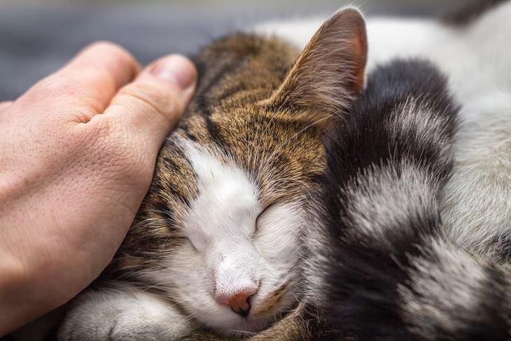 View of a sleeping cat being petted by the ear