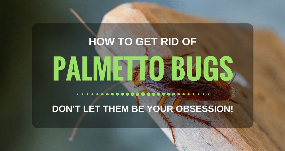 Get Rid Of Palmetto Bugs