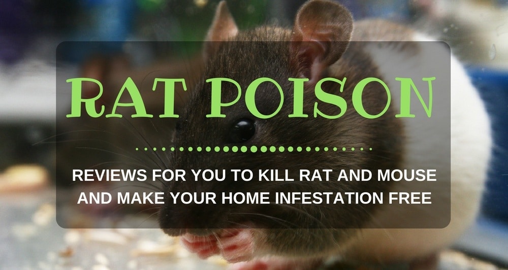 Best Rat Poison