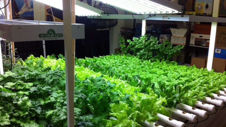Choosing the right bulb for hydroponics will help you grow more plants