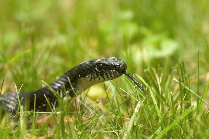 Snakes can be less recognized when they hide or camouflage in grasses