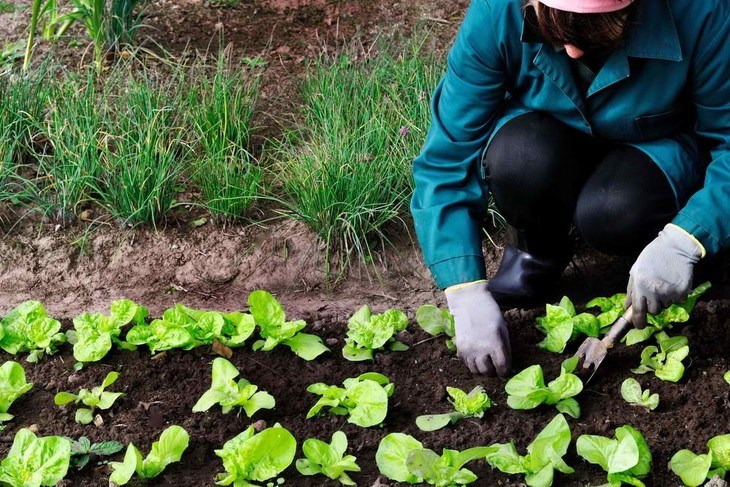 This woman tends to her lettuce plot to get rid of weeds that can affect her lettuces’ quality