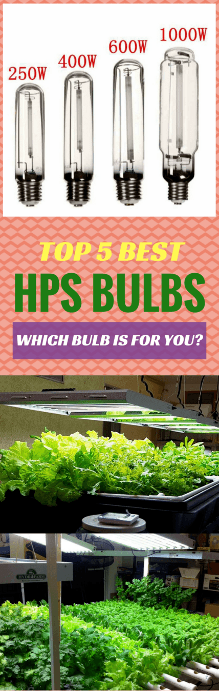 Top 5 Best HPS Bulbs Which Bulb Is For You
