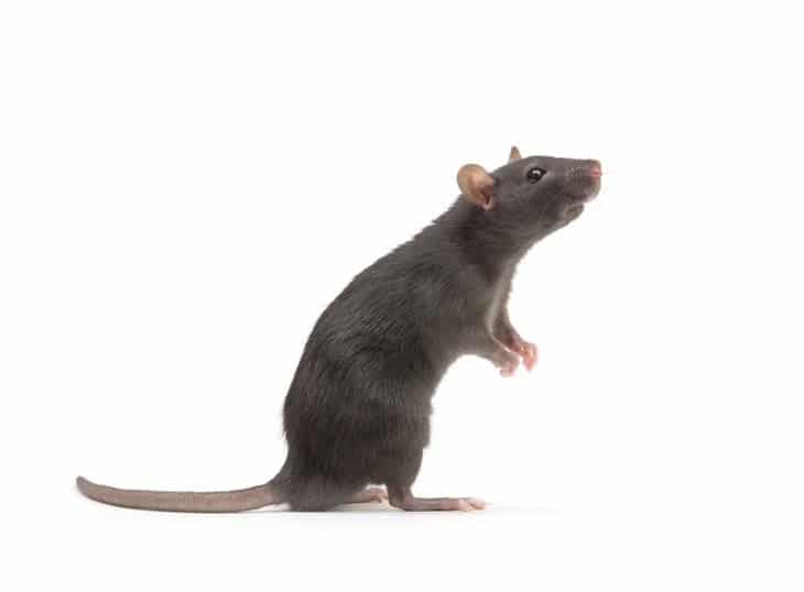 When playing, rats make happy “laughter” sounds