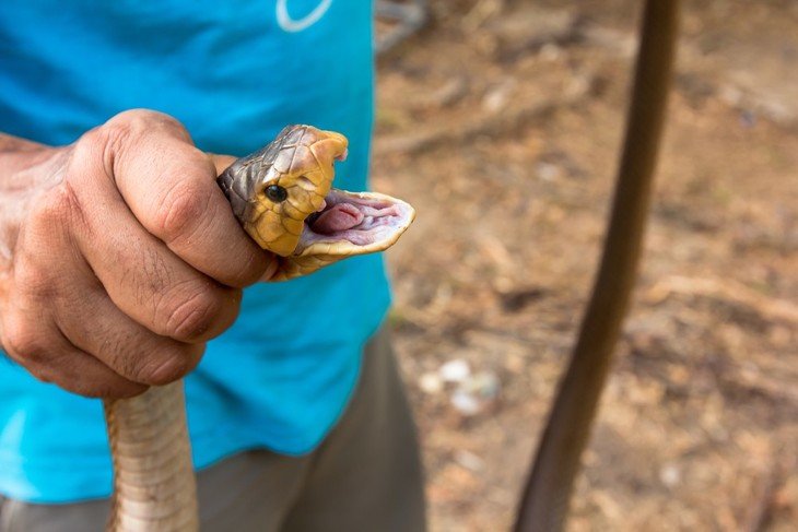 You can hold a snake behind its head to keep it from biting you