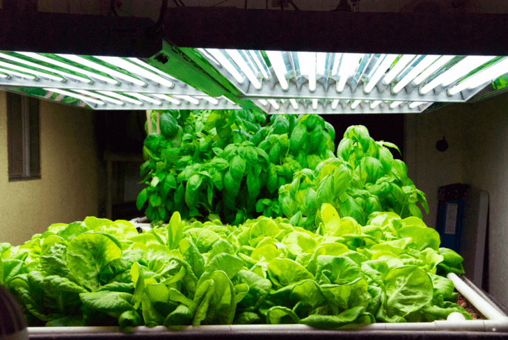 A buttercrunch lettuce and basil under HPS grow light.