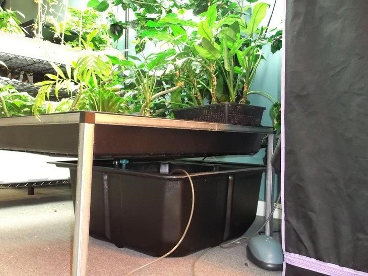 A homemade flood and drain system using a huge rectangular container for the nutrient solution