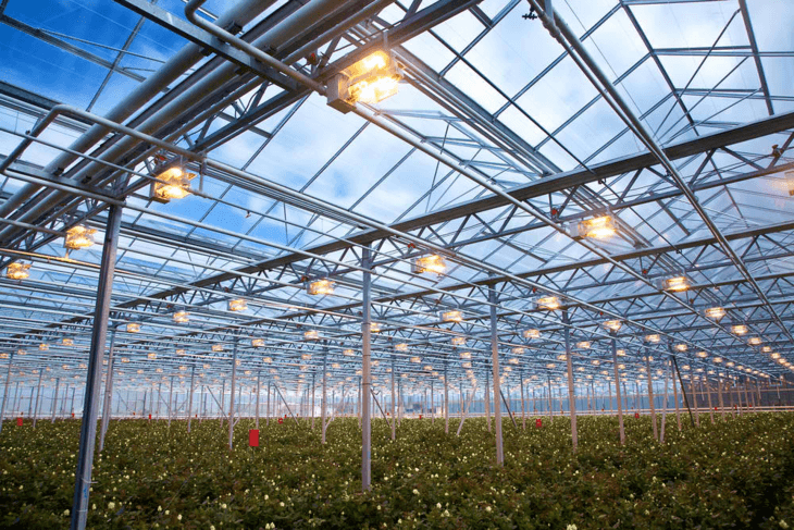 A huge greenhouse with roses and daisies ready for cultivation.