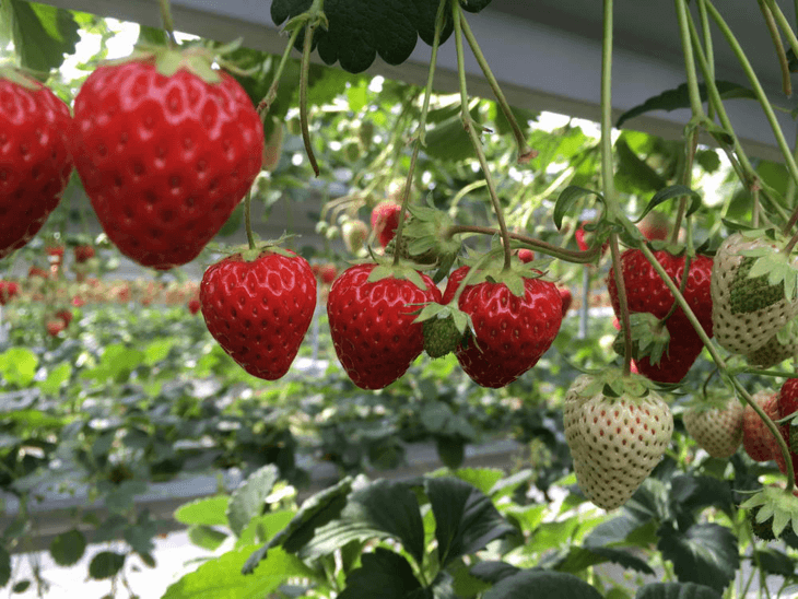 Fruits grown hydroponically are more delicious than those in soil gardening.