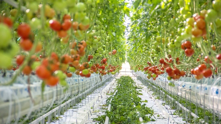 Fruits like tomatoes and strawberries can also be planted in hydroponics