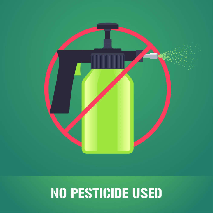 Hydroponic plants do not need any pesticide.