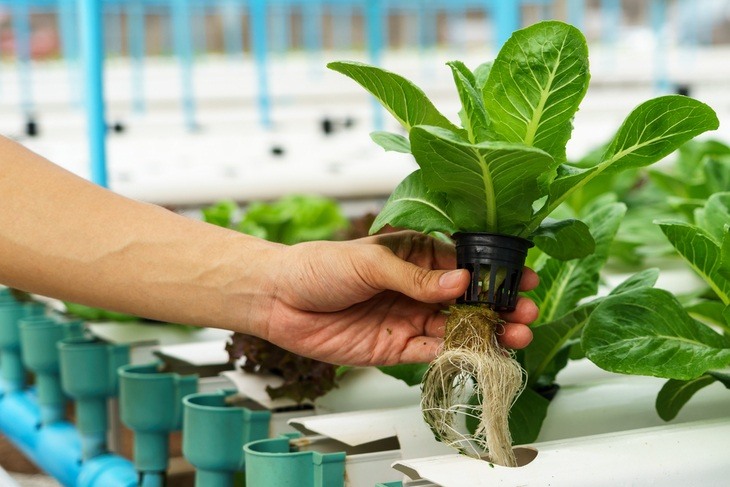 Hydroponics does not use soil in growing plant; it uses water instead