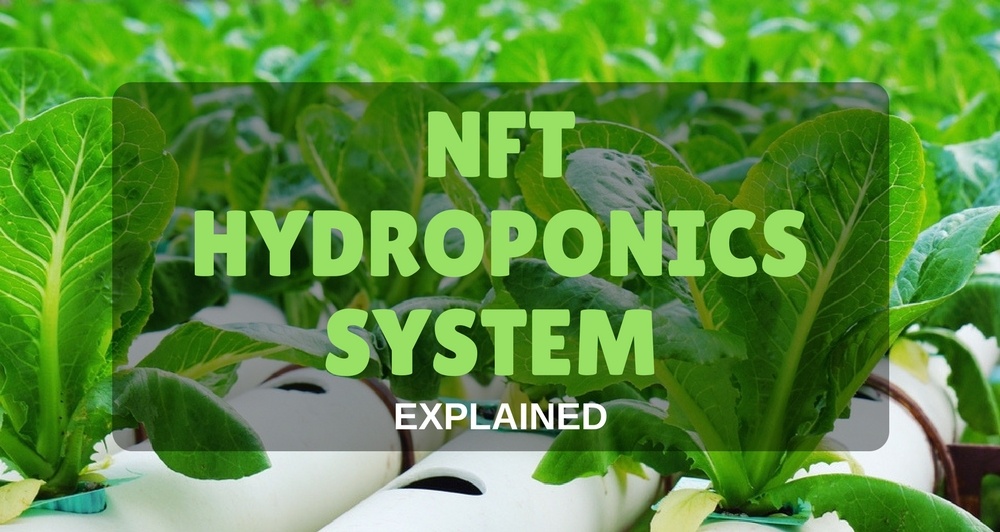 NFT Hydroponics System
