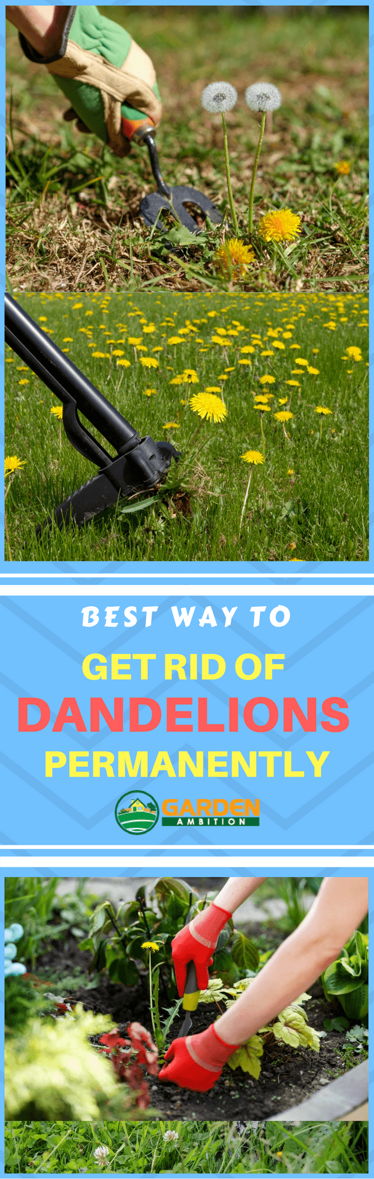 Natural dandelion killer without killing grass