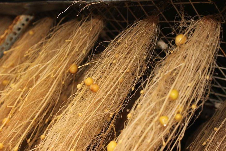 Potatoes are effectively grown in a high-pressure aeroponic system