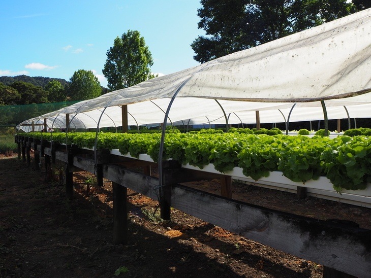 Shady areas and tents are ideal for hydroponics