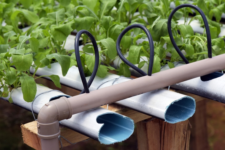 The hydroponic system helps plants grow bigger and faster as compared to the plants grown in soil