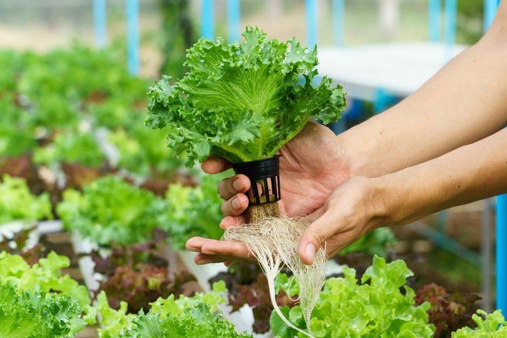 Vegetable cultivated through a hydroponics system