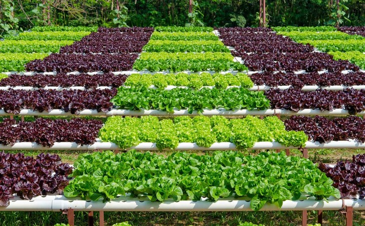 Vegetables during the vegetative stage in a hydroponic system