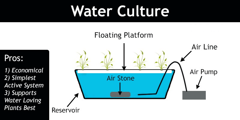 Water Culture