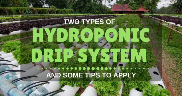 hydroponic drip systems