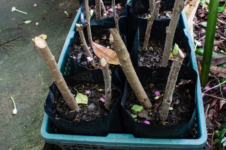 Growing roots from your cuttings is often a time-consuming and confusing process