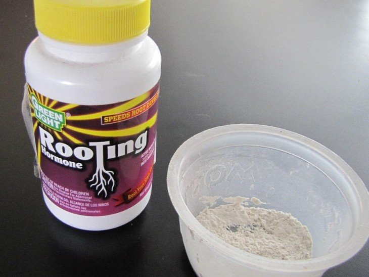 Powdered rooting hormones are longer lasting compared to other rooting hormone types