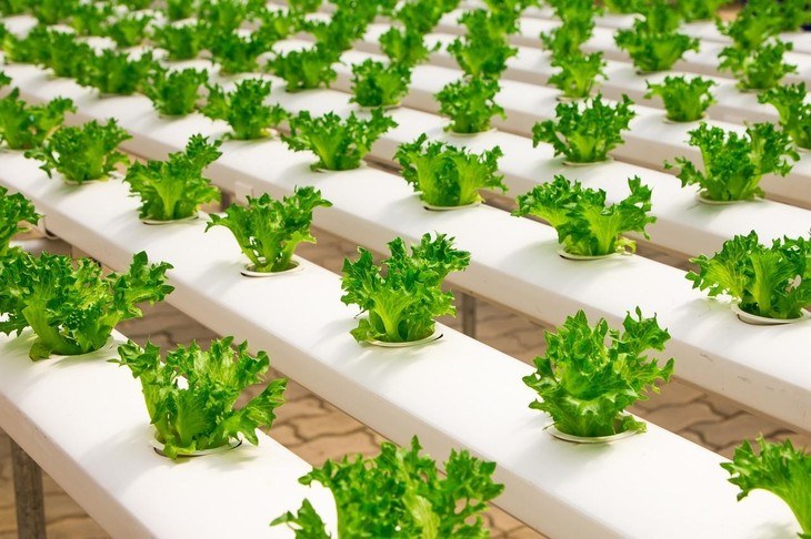 An NFT system delivers a steady supply of nutrients, allowing plants to grow more uniformly