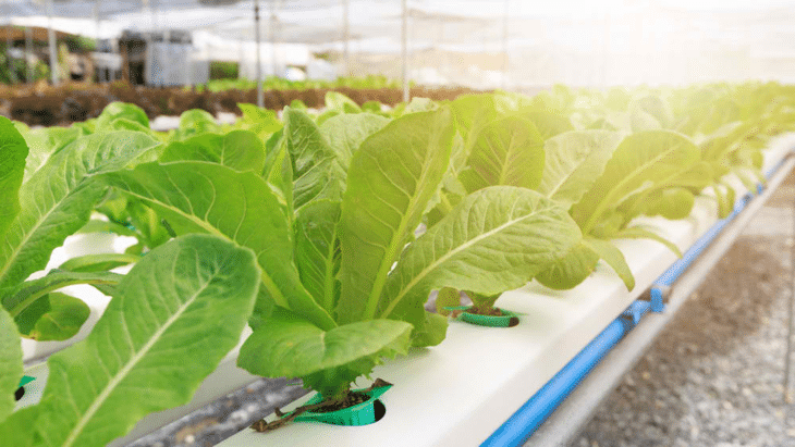 Hydroponic plants are grown in natural and artificial sunlight