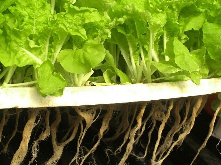 In Aeroponics, the roots don’t rest in the nutrient solution but are regularly misted with the solution