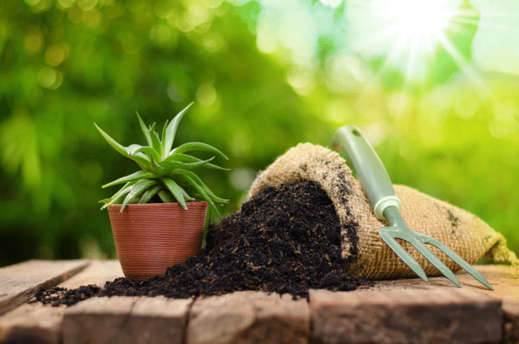 Some potted plants also need fertilizers if the soil is not of high-quality