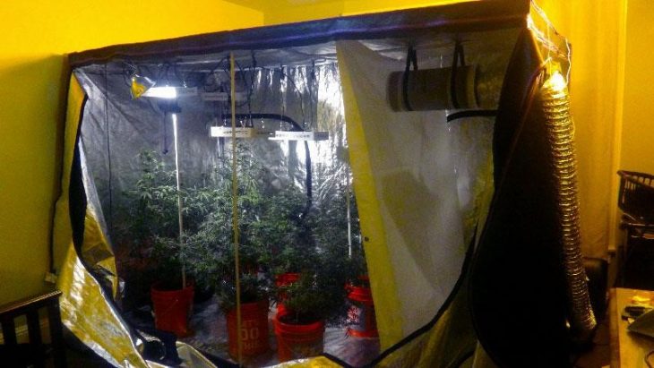 The confined space of Apollo Grow Tent efficiently grows various kinds of plants