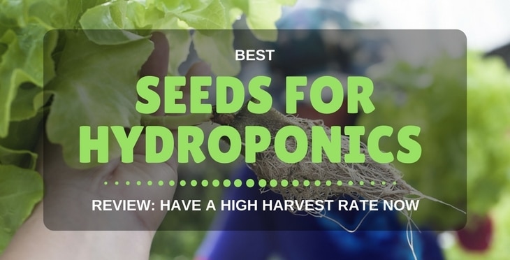 4 Best Seeds For Hydroponics Review: Have a High Harvest Rate Now!