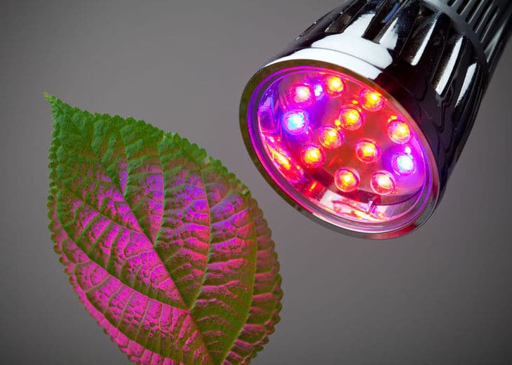 Full spectrum lights from LED grow lights replicate actual sunlight for the growth of plants