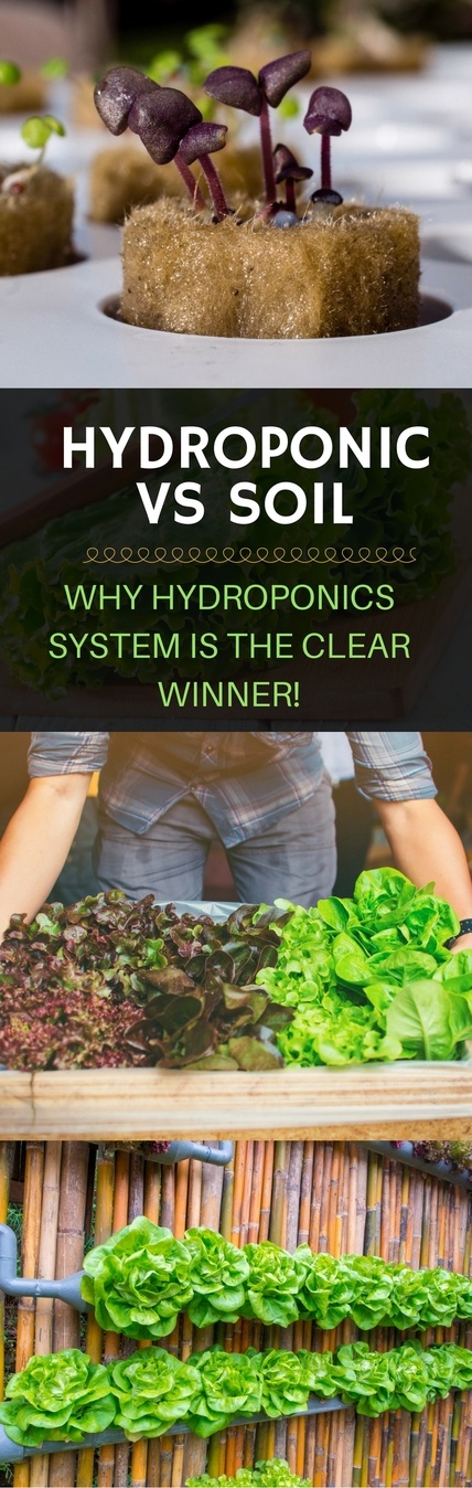 Hydroponic vs soil pin it