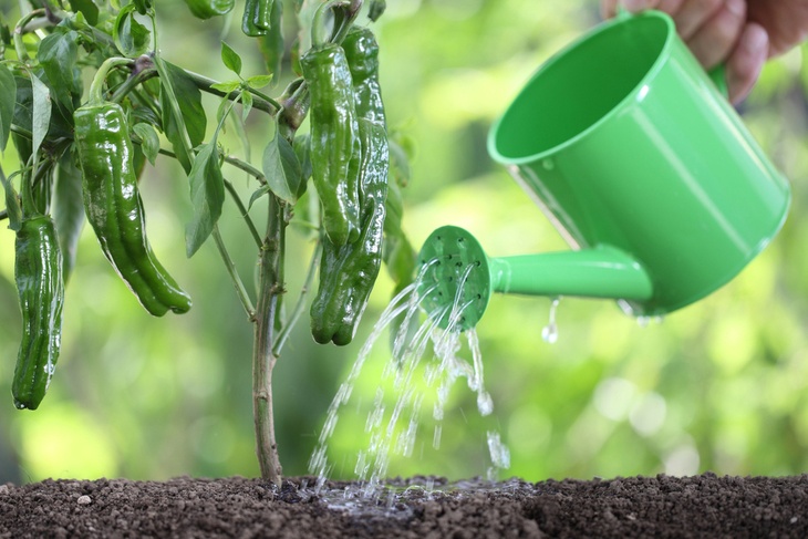 In conventional gardening, you get to use 80-90% more water than in hydroponics