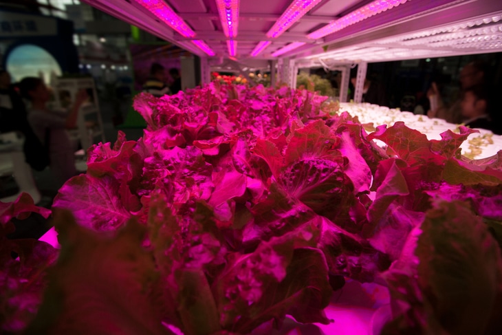 Infrared lights are very good with the overall vegetation and growth of plants
