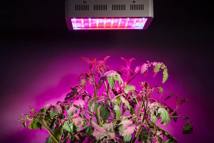 The full spectrum light allows the tomato plant to grow well