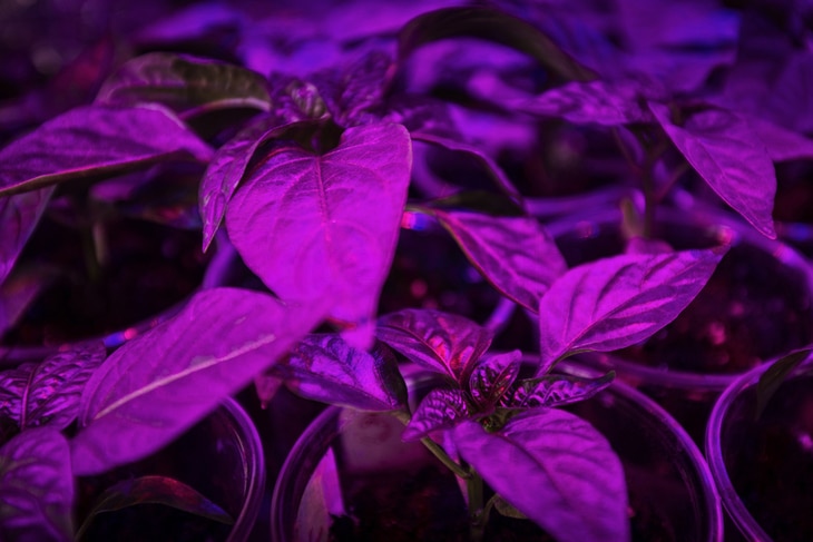 Ultraviolet lights can kill bacteria that might affect the plant